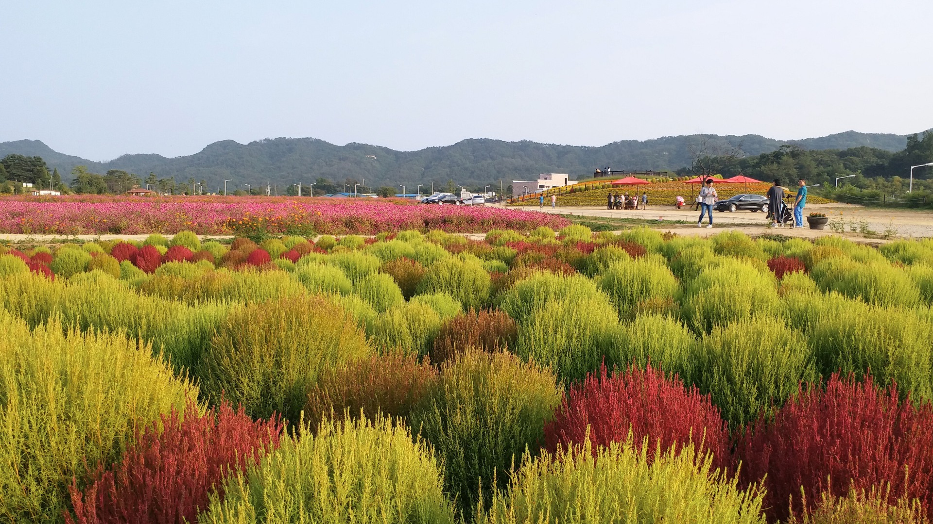 京畿/仁川秋季賞楓賞花一天團 楊州 Nari 公園/仁川夢想公園+斜坡滑車+傳燈寺+正西津+馬場湖水+Starfield+恩平韓屋村