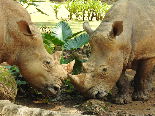 馬來西亞馬六甲動物園門票