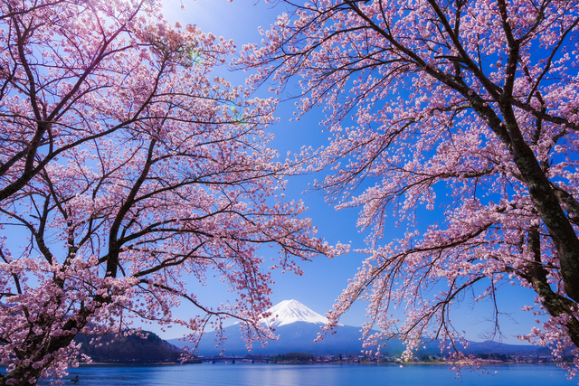 富士山打卡一日遊（含四季花卉 & 河口湖纜車 & 水果採摘吃到飽）- 東京出發