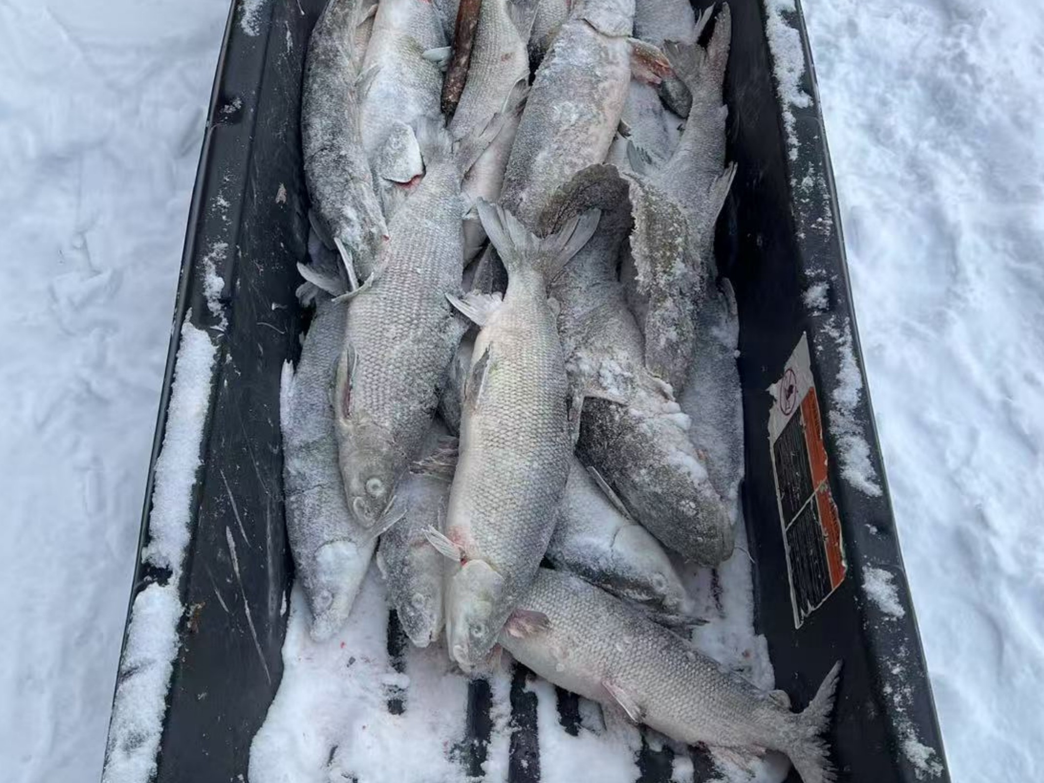 Freshly caught fish pulled straight from the icy lake waters