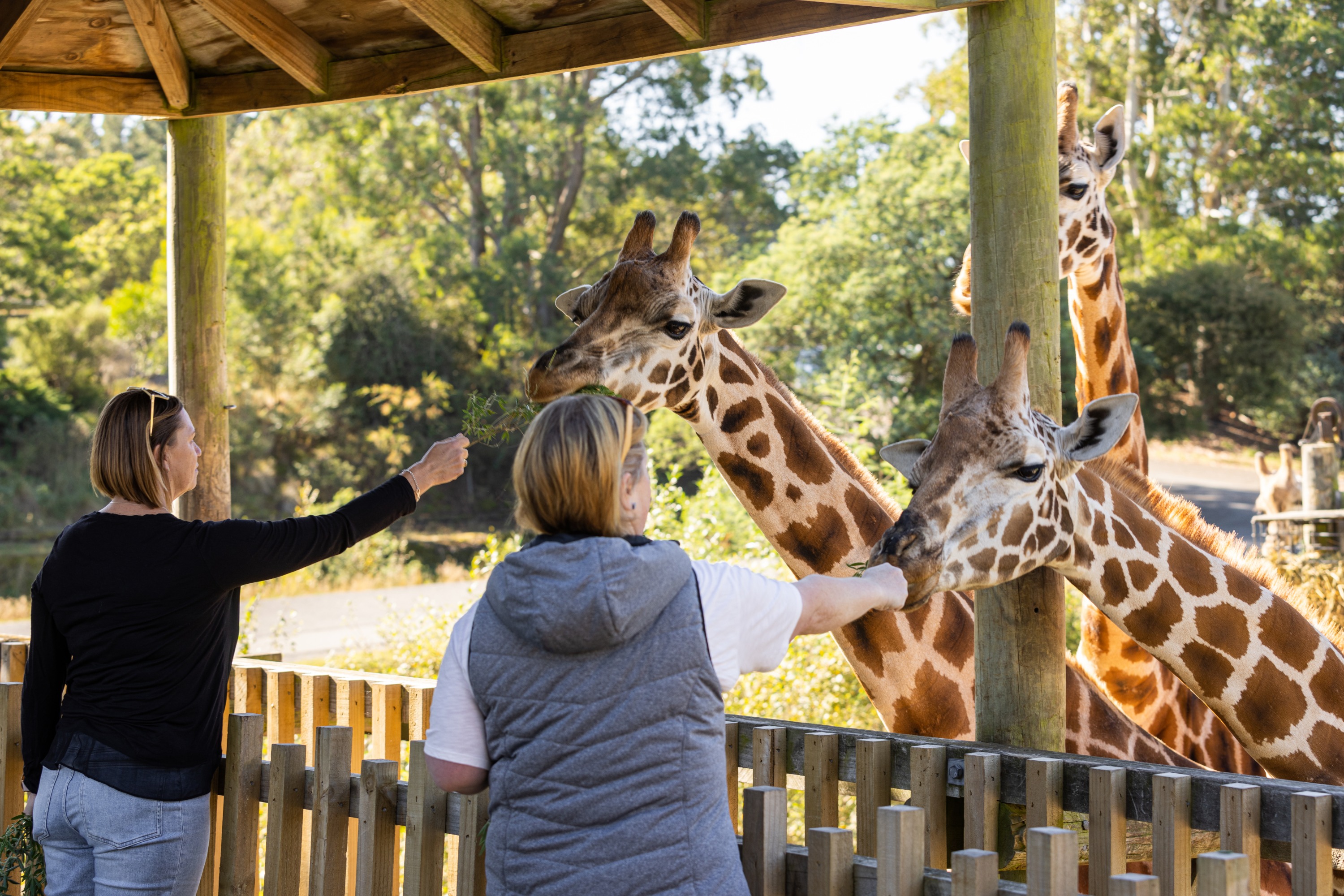 オラーナ野生動物公園 入園チケット（クライストチャーチ）