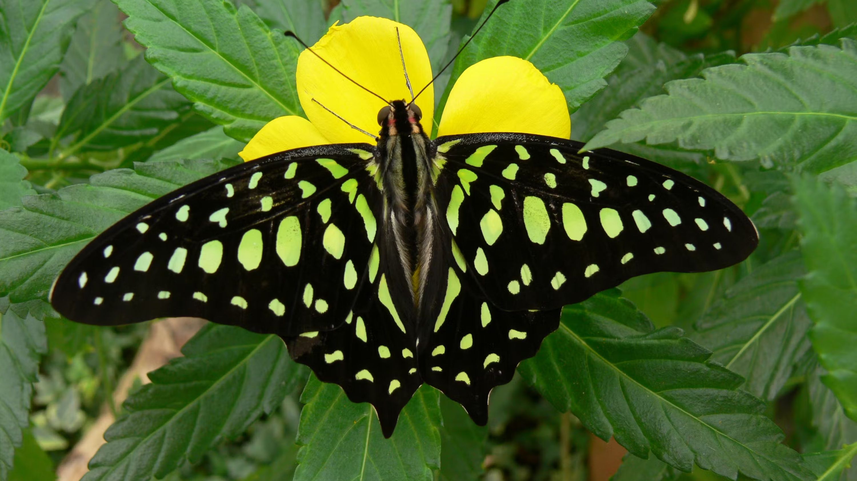 在這個迷人的熱帶穹頂中，觀賞蝴蝶破繭而出、覓食和自由飛翔