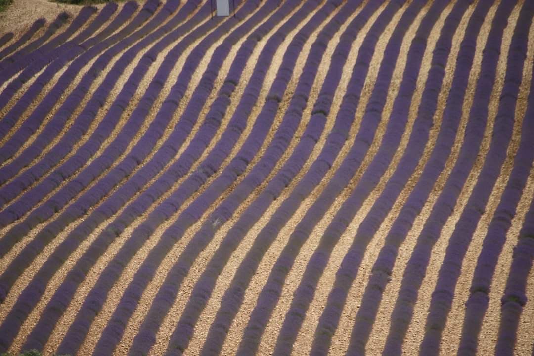 瓦倫索勒高原 & 薰衣草私人遊（普羅旺斯地區艾克斯出發）