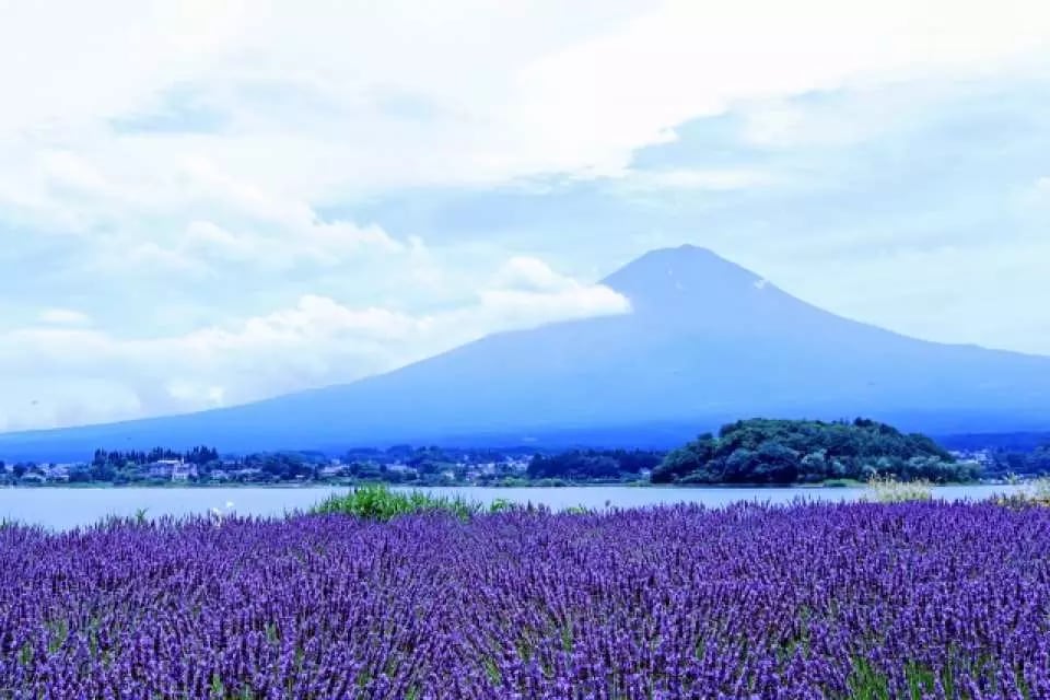 東京富士山一日遊｜富士山五合目・新倉山淺間公園・日川時計街・忍野八海・可選購伊勢龍蝦餐（東京出發）