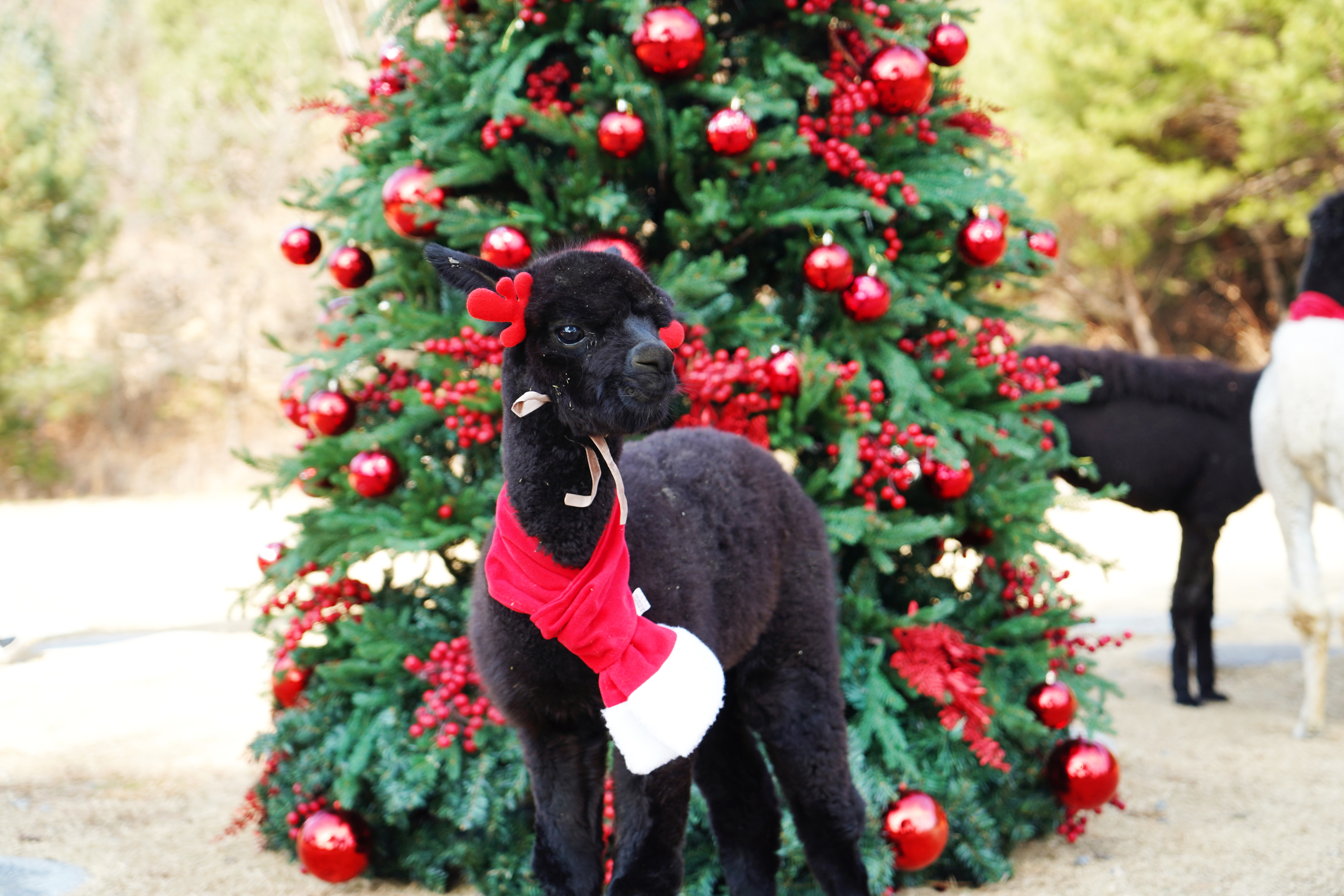 草泥馬世界 草泥馬世界