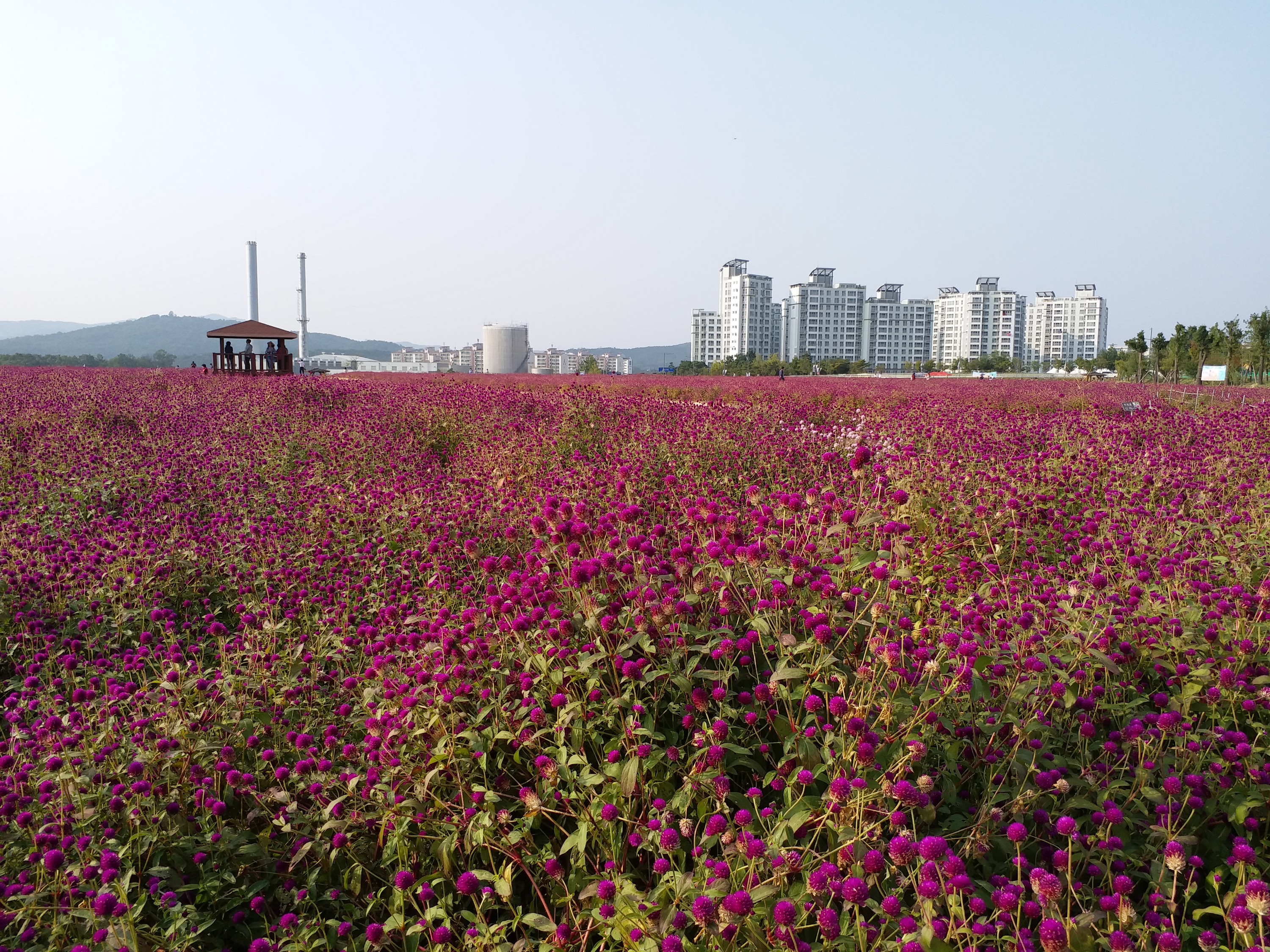 首爾京畿道秋季郊遊賞花一天團 - 楊州Nari公園+馬場湖水+高陽Starfield+恩平韓屋村