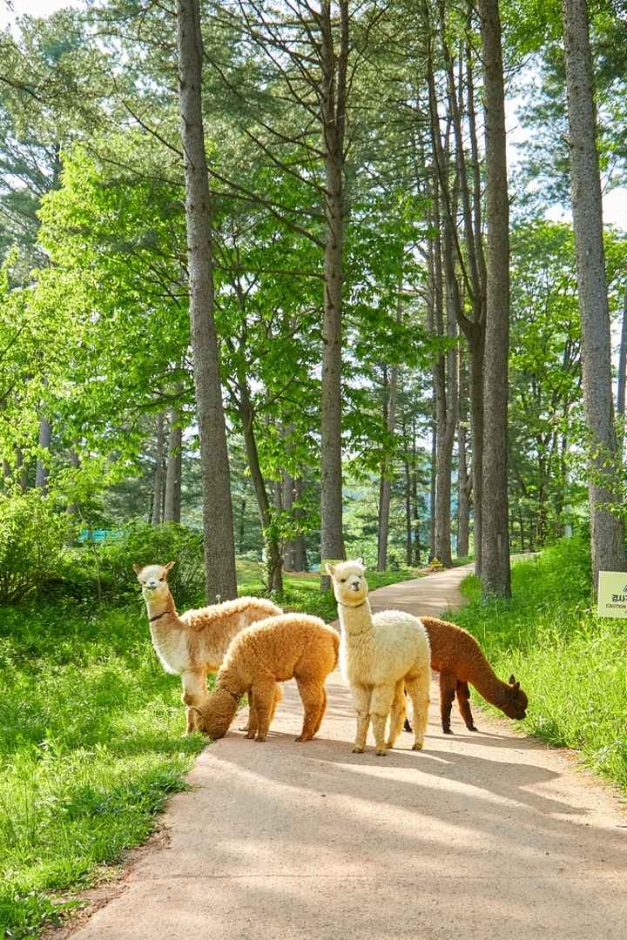 草泥馬世界 草泥馬世界