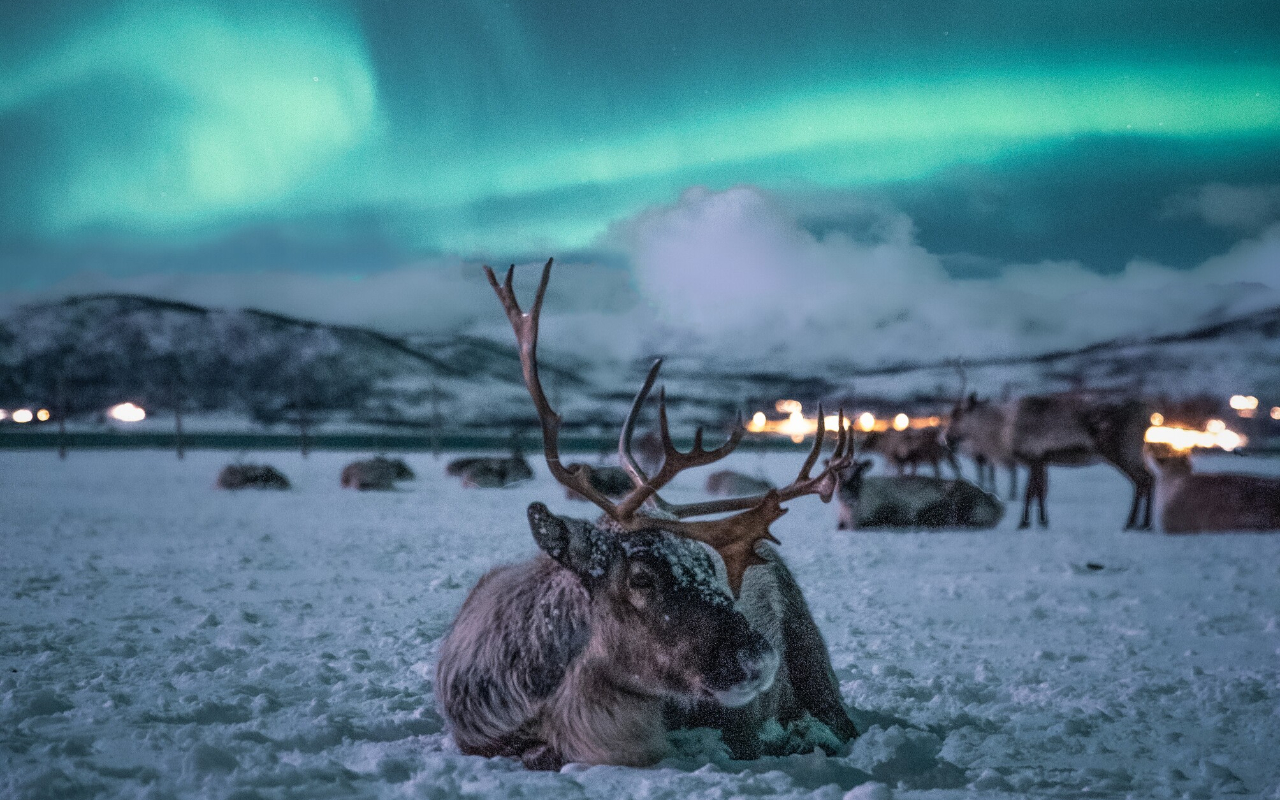在當地薩米族人的引導下，與溫馴的馴鹿近距離互動，體驗道地的文化時刻。
