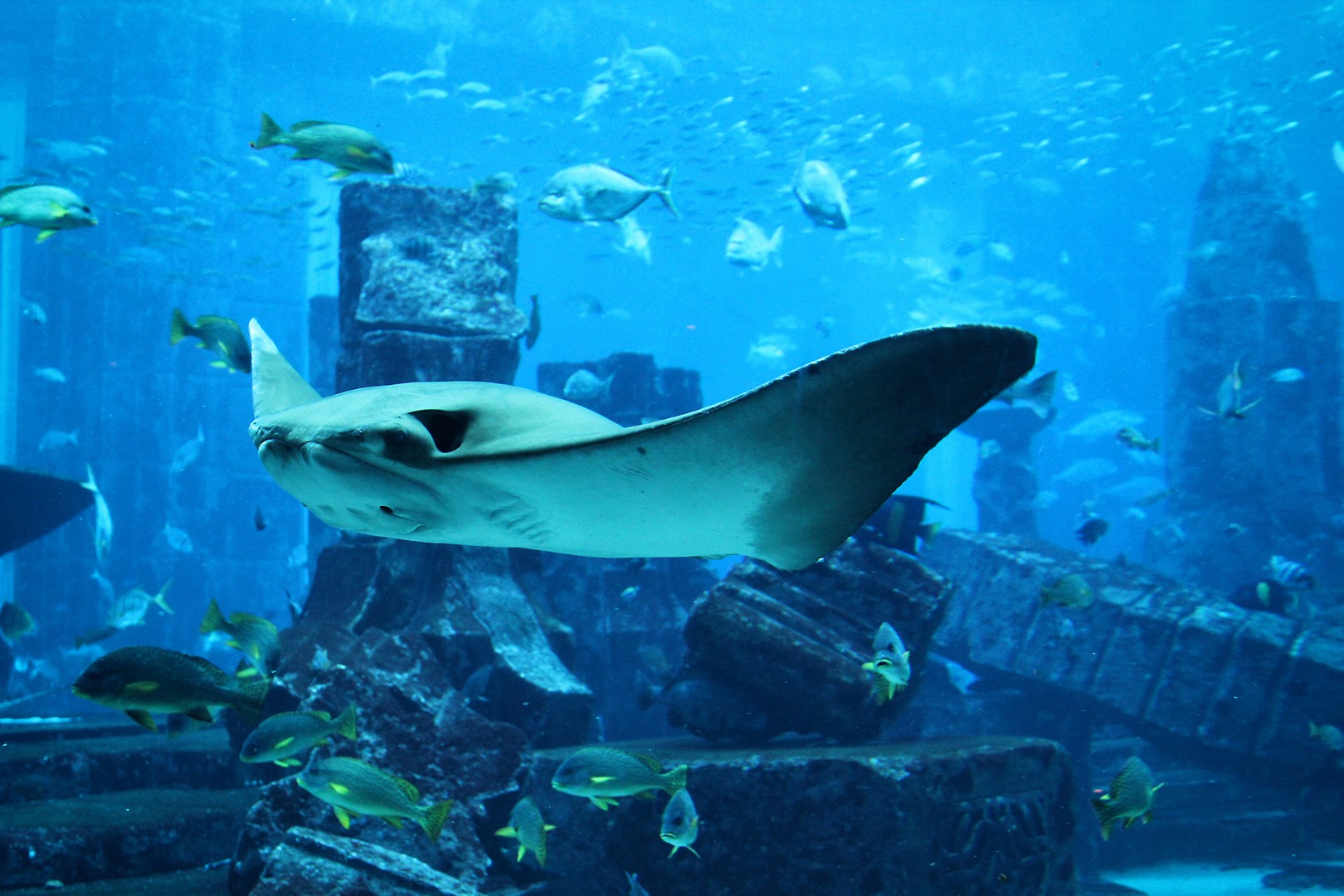 杜拜亞特蘭提斯失落密室水族館門票