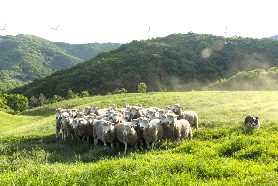 Daegwallyeong Samyang Round Hill is a scenic ranch situated in the highlands of Pyeongchang, renowned for its vast meadows, rolling hills, and a large herd of sheep.