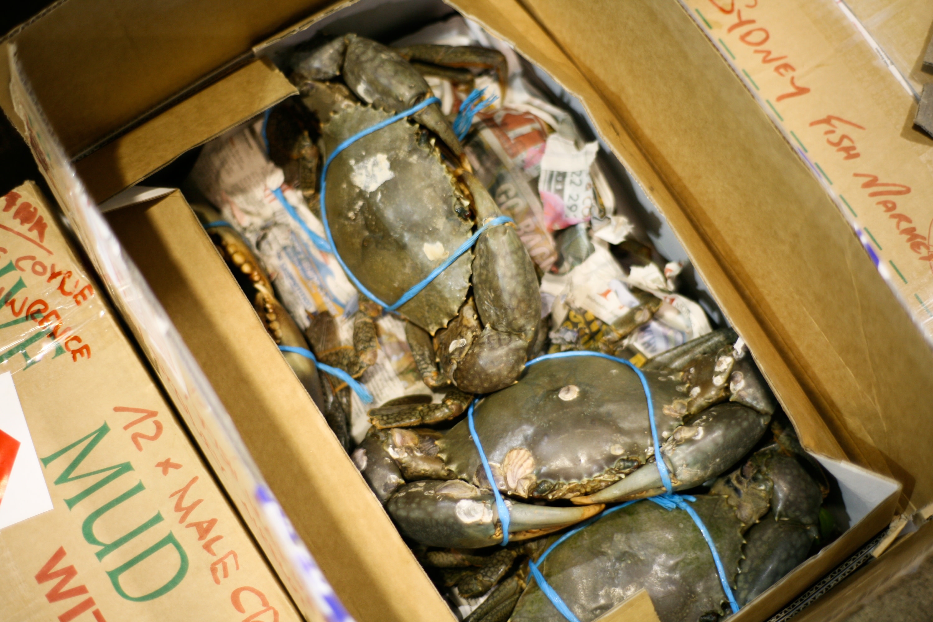 發現活泥蟹已打包捆綁，準備上市銷售和運輸