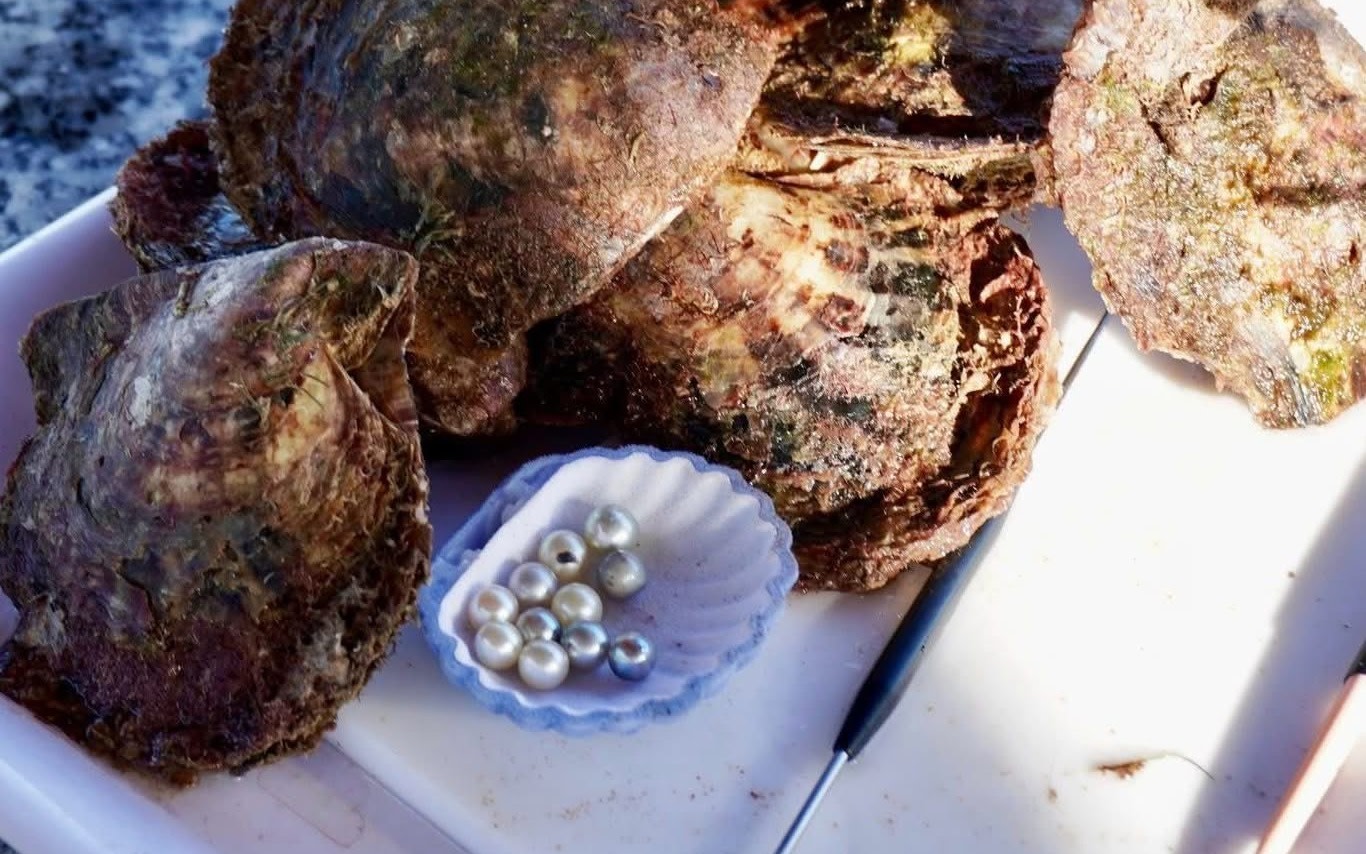 Explore the Underwater World of Pearls in Nha Trang