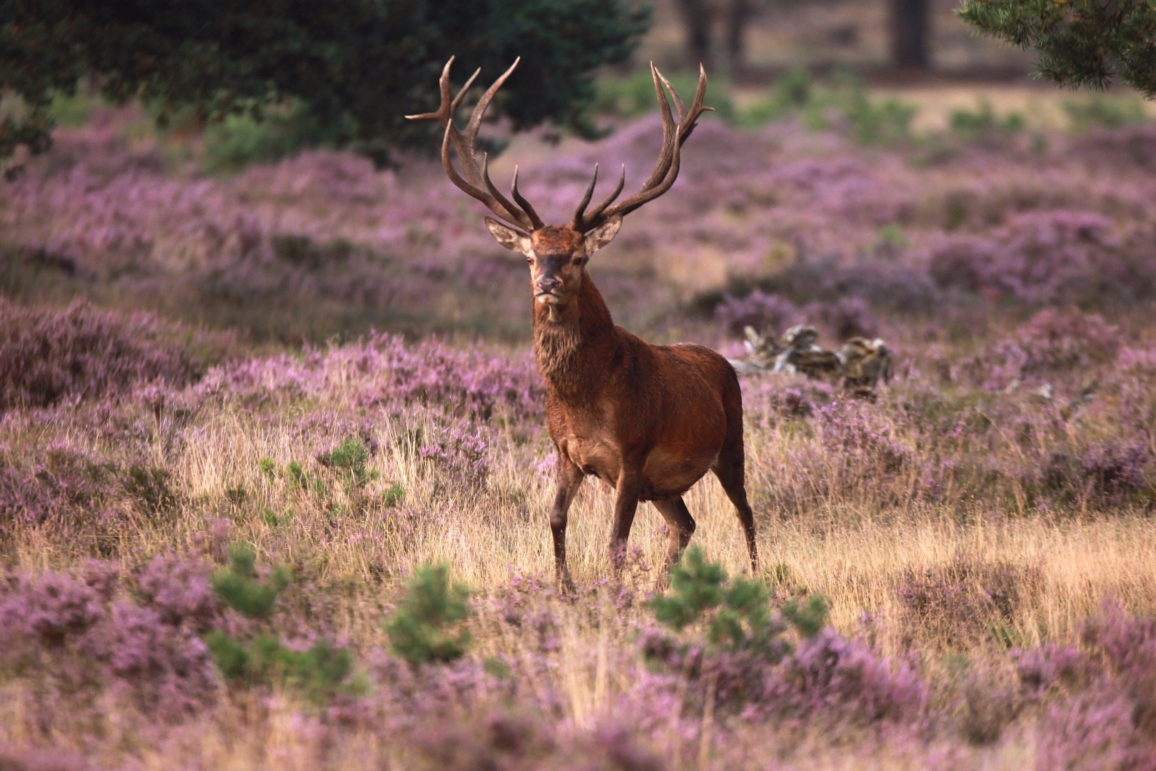 Small Group Tour to Kröller-Müller Museum and Hoge Veluwe National Park from Amsterdam