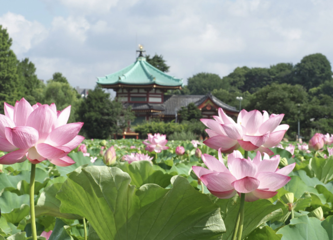 Ameyoko Market & Ueno Park 1.5-Hour Small Group Food & Culture Tour