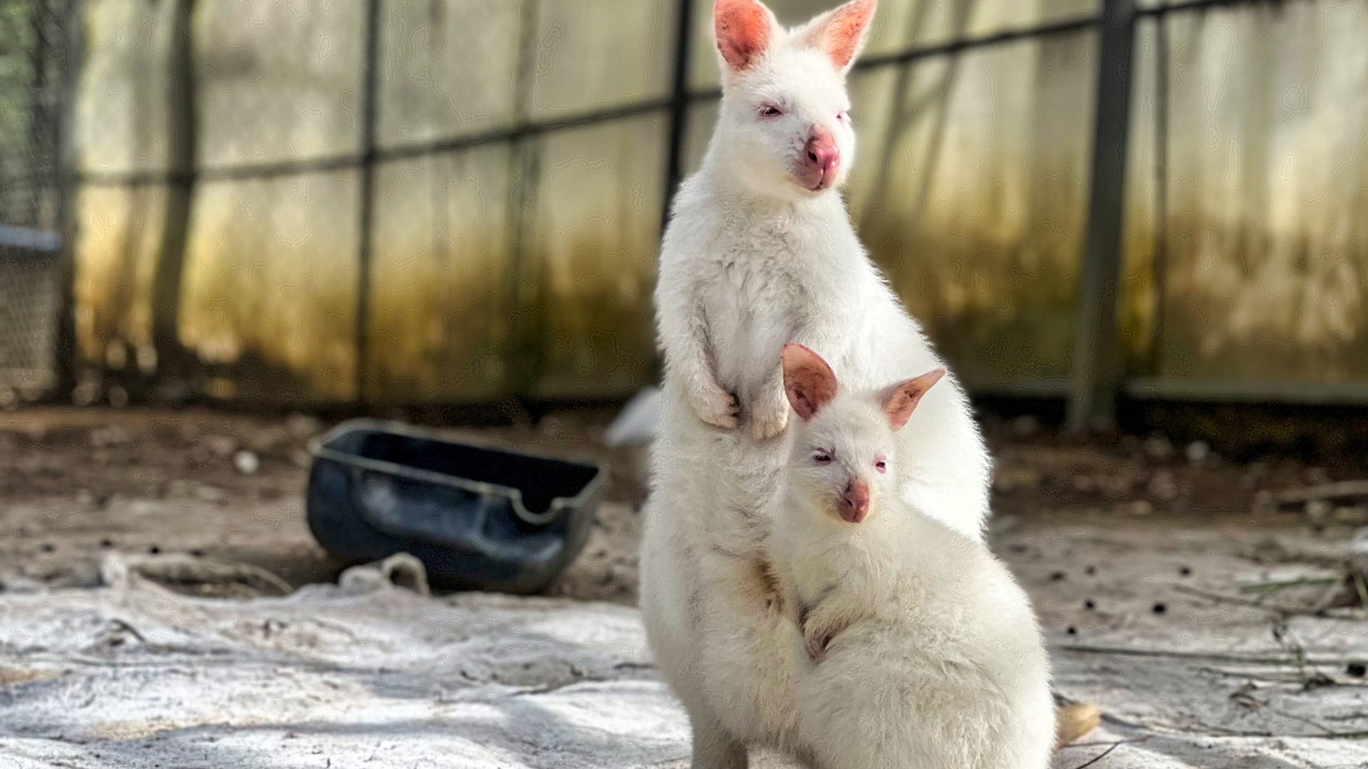 大叻 ZooDoo 動物園門票