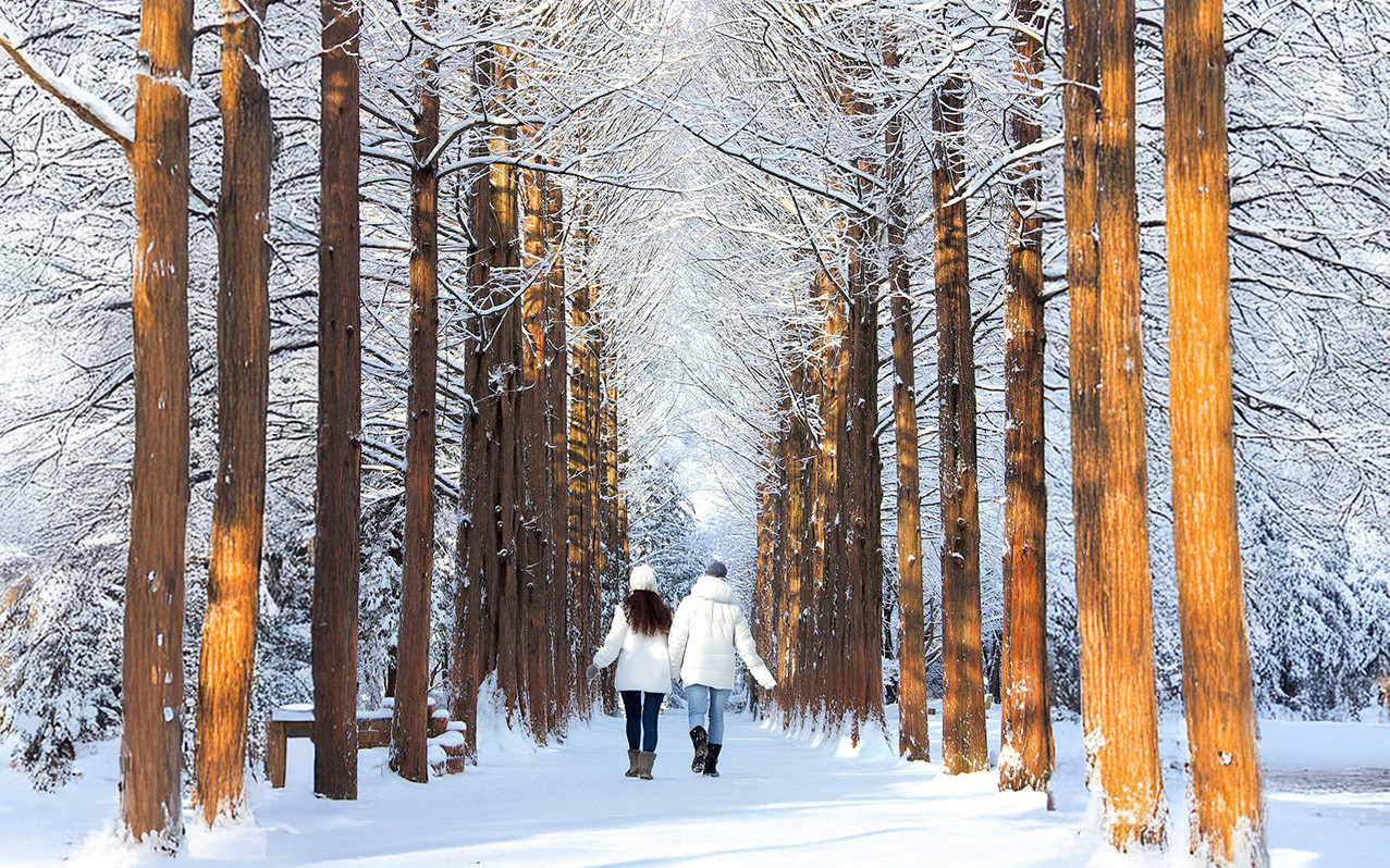 Nami Island Customizable Private Day Tour from Seoul