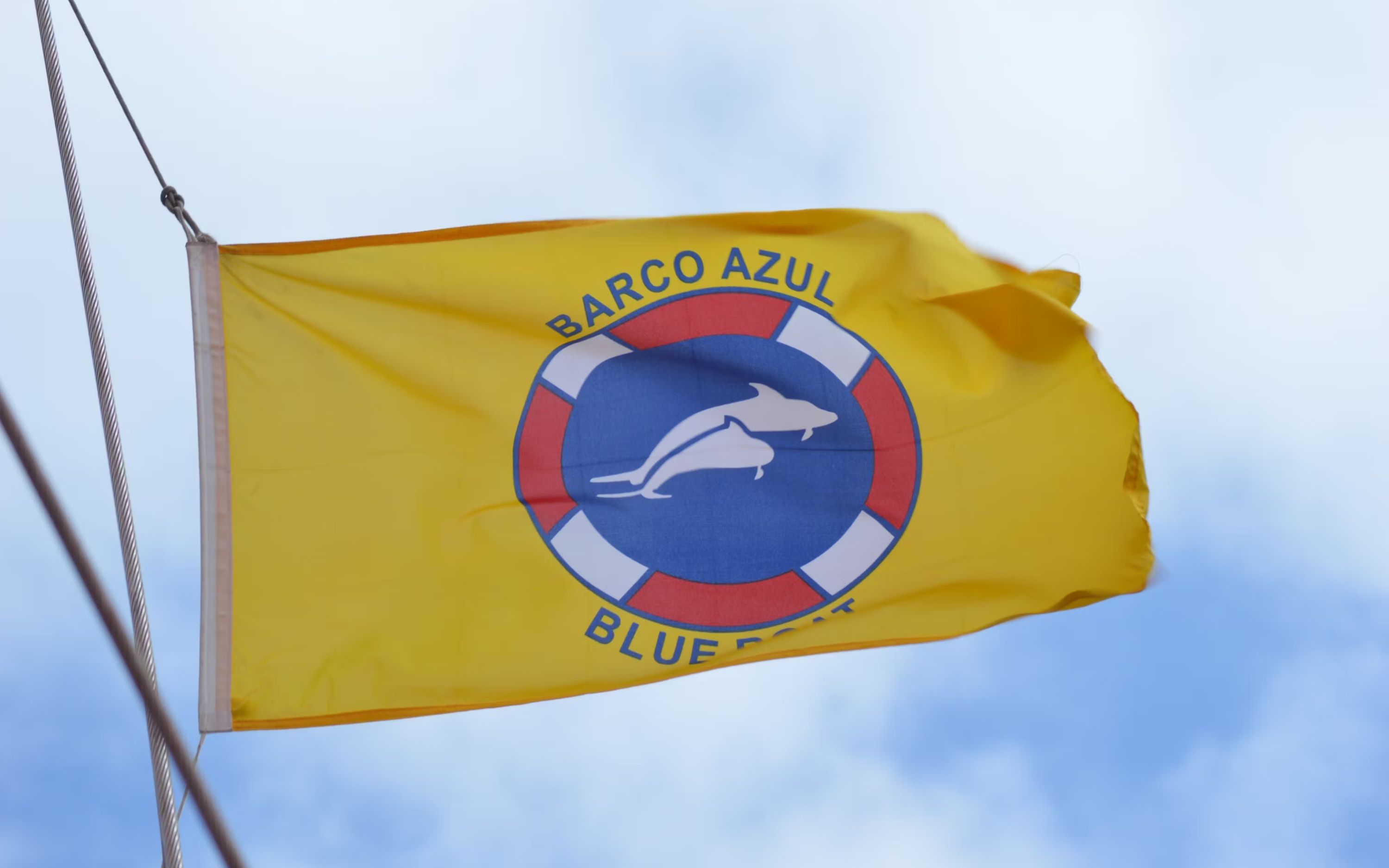 Los Gigantes whale watching cruise tour with lunch and transfer