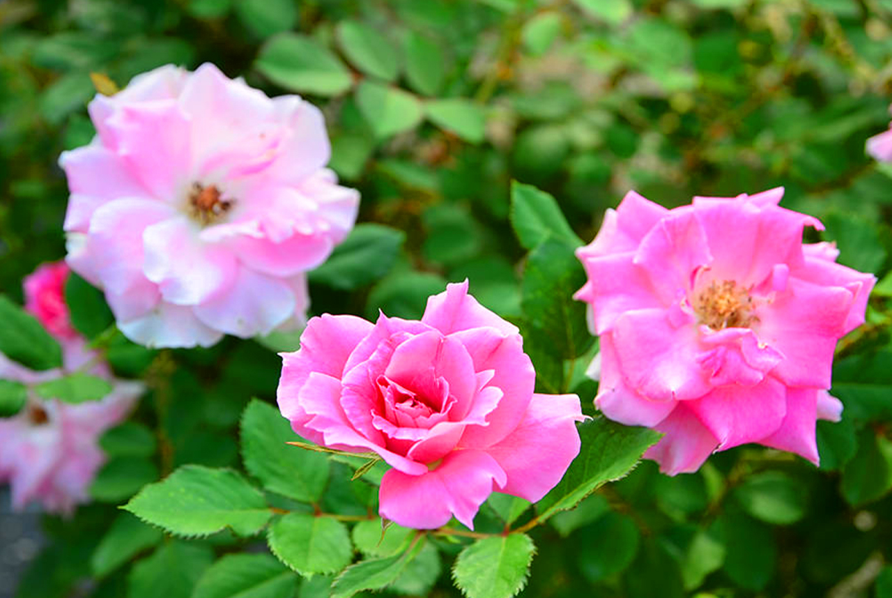 Rose
