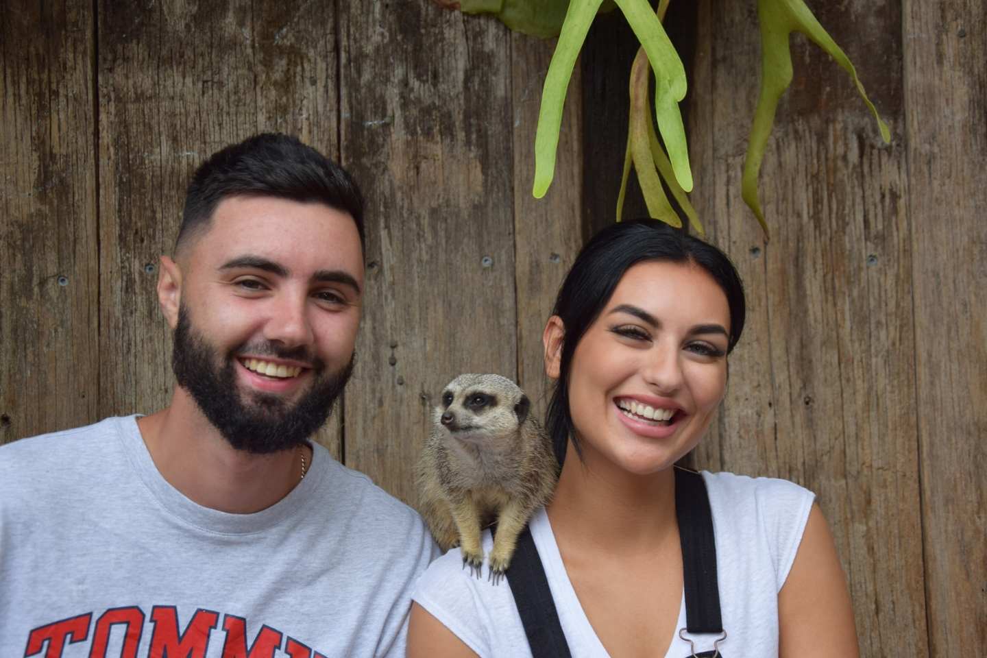 與頑皮又好奇的狐獴親密接觸！觀看它們的滑稽動作，甚至可以餵食它們！