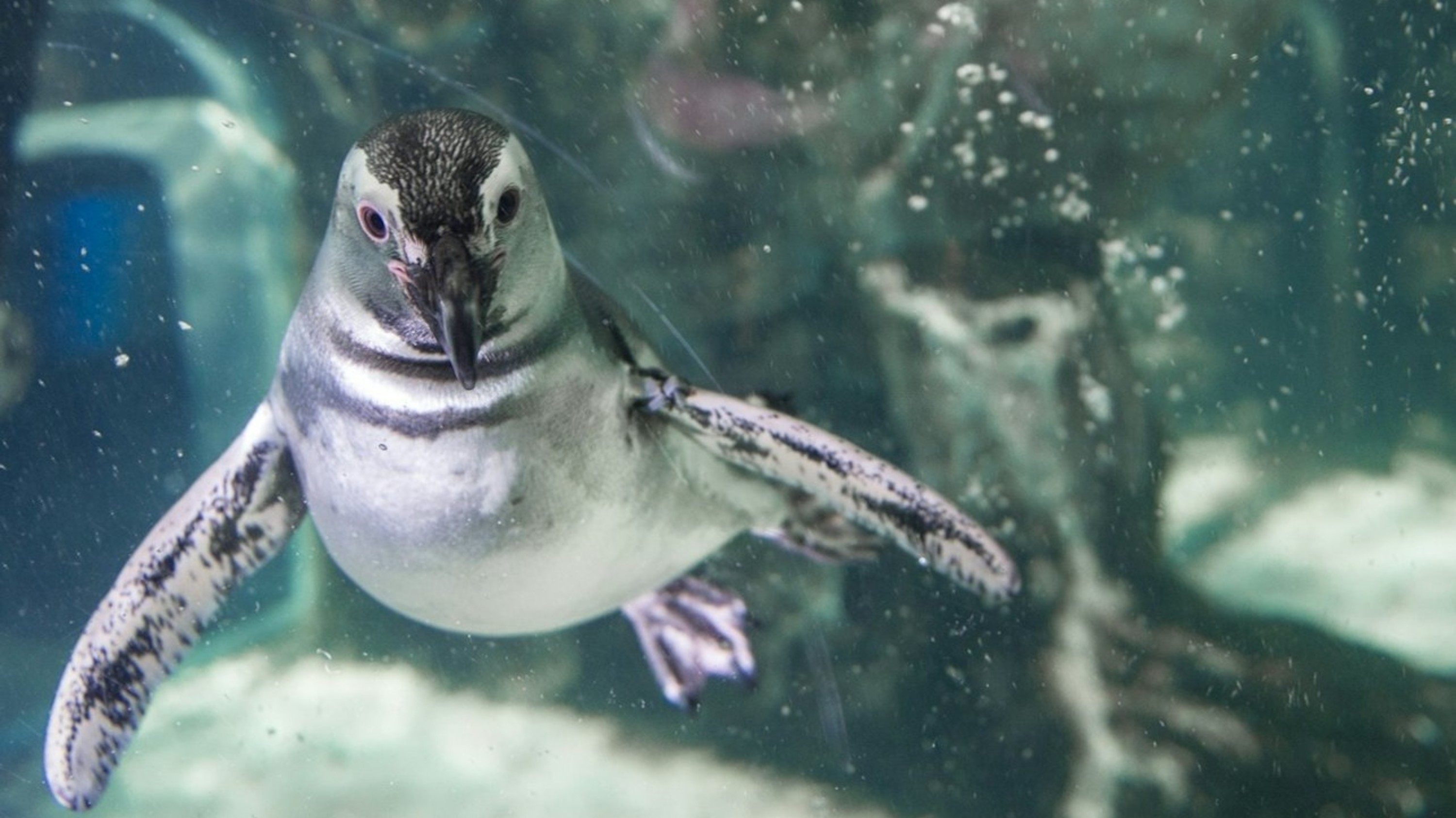 熱那亞水族館與幻覺展門票