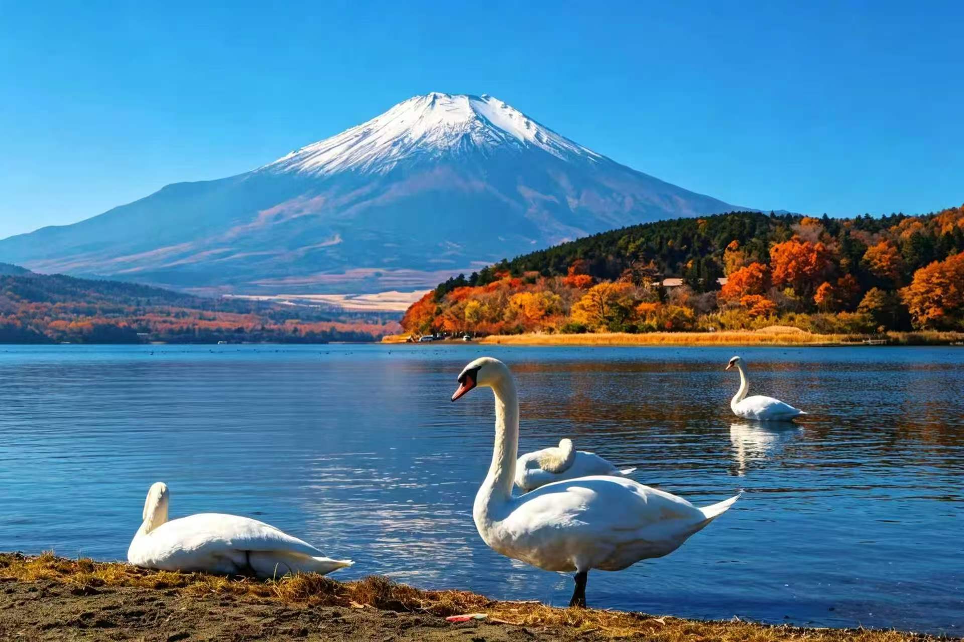 静岡】 富士山六景一日ツアー：浅間公園・日川時計店・忍野八海