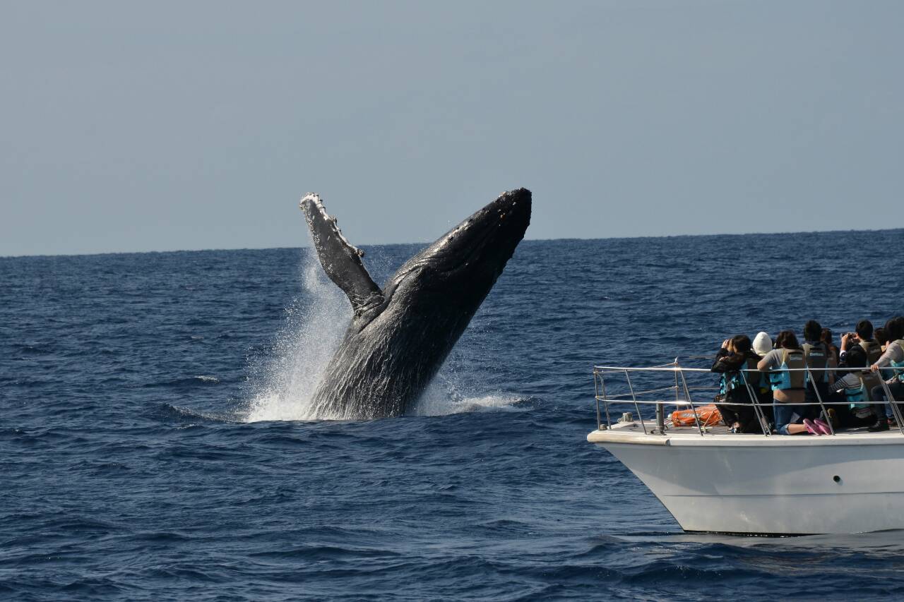 沖繩賞鯨之旅（含免費往返接送＆攝影）