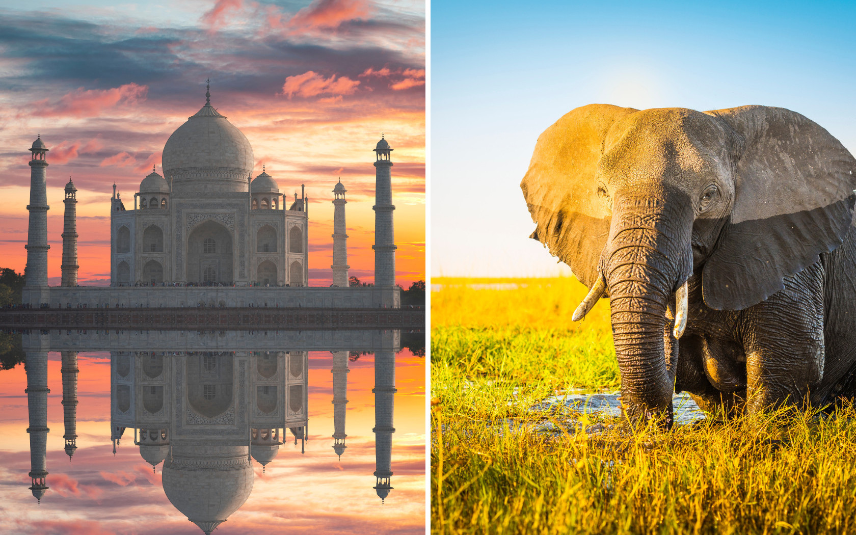 From Delhi: Taj Mahal Sunrise Tour with Elephant SOS Center