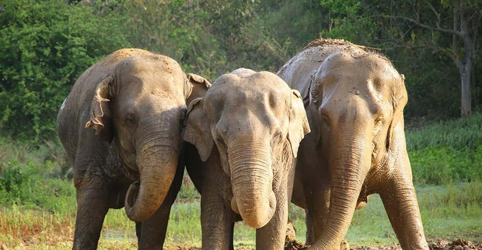 From Delhi : Elephant Conservation and Care Centre -Wildlife