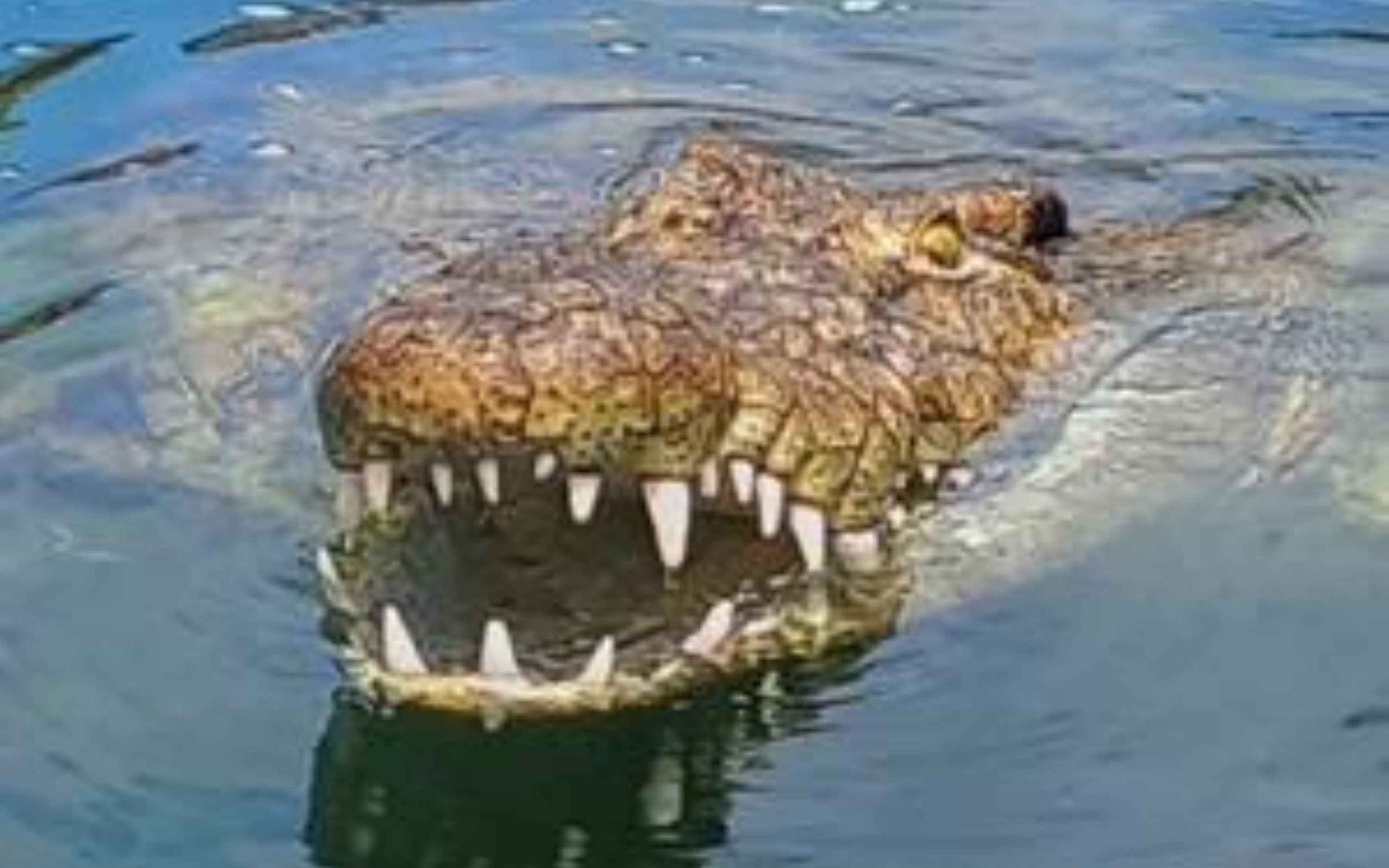 Shark & Crocodile Diving Combo