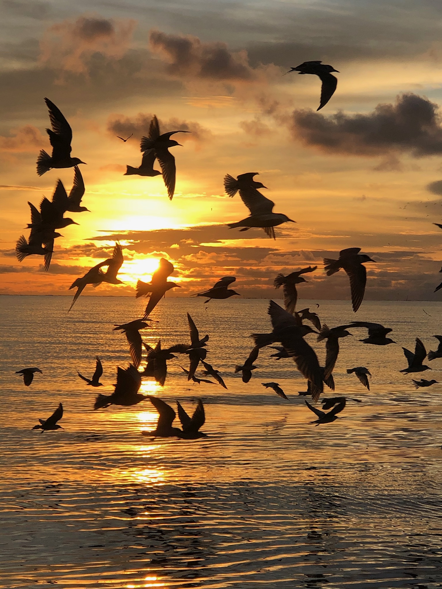 Kuala Selangor Eagle Feeding, Fireflies and Blue Tears Tour