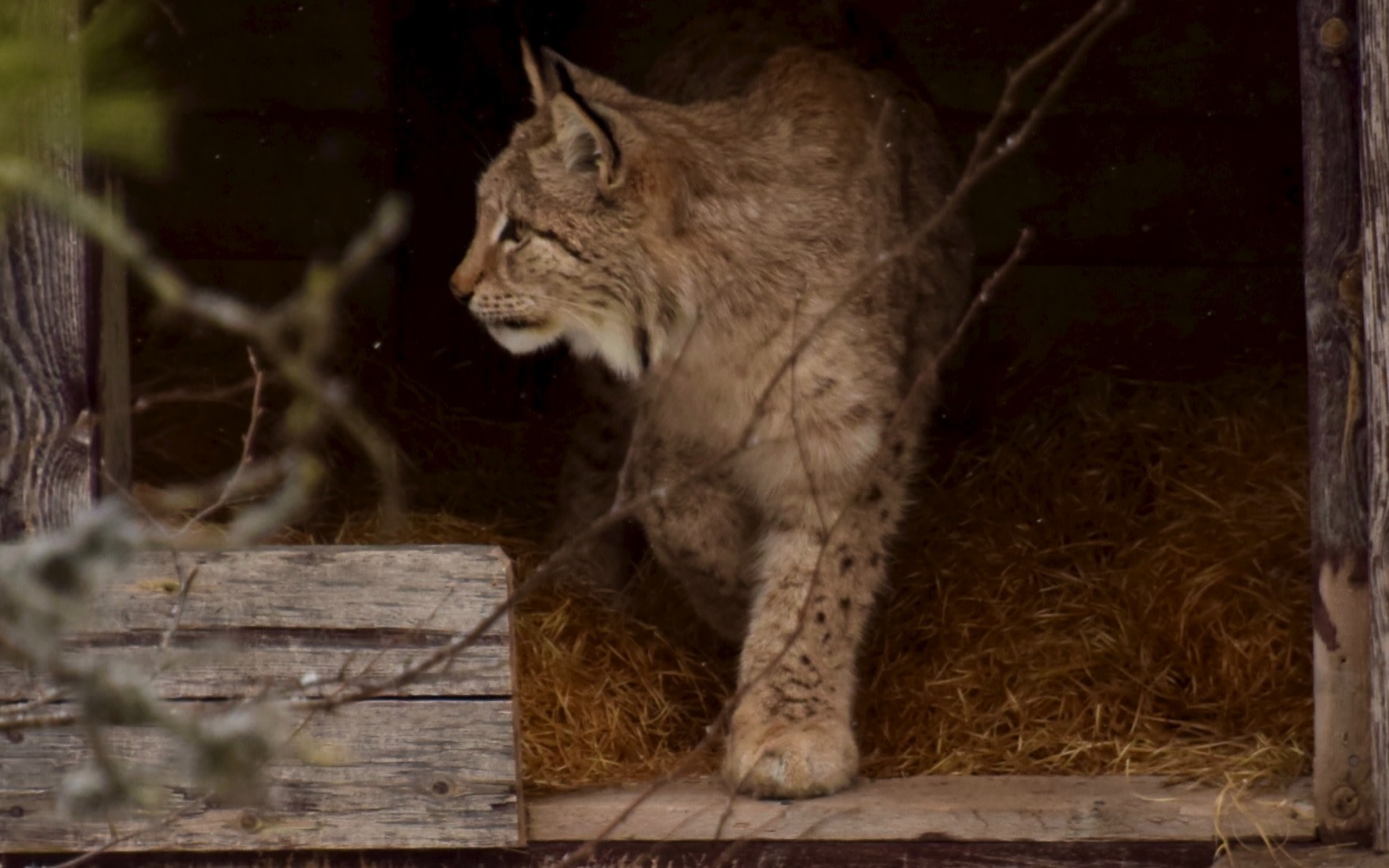 Rovaniemi Wildlife Park Half-Day Private Tour with Transfers