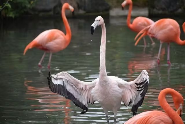 名古屋市東山動植物園 (Nagoya-City Higashiyama Zoo and Botanical Gardens)