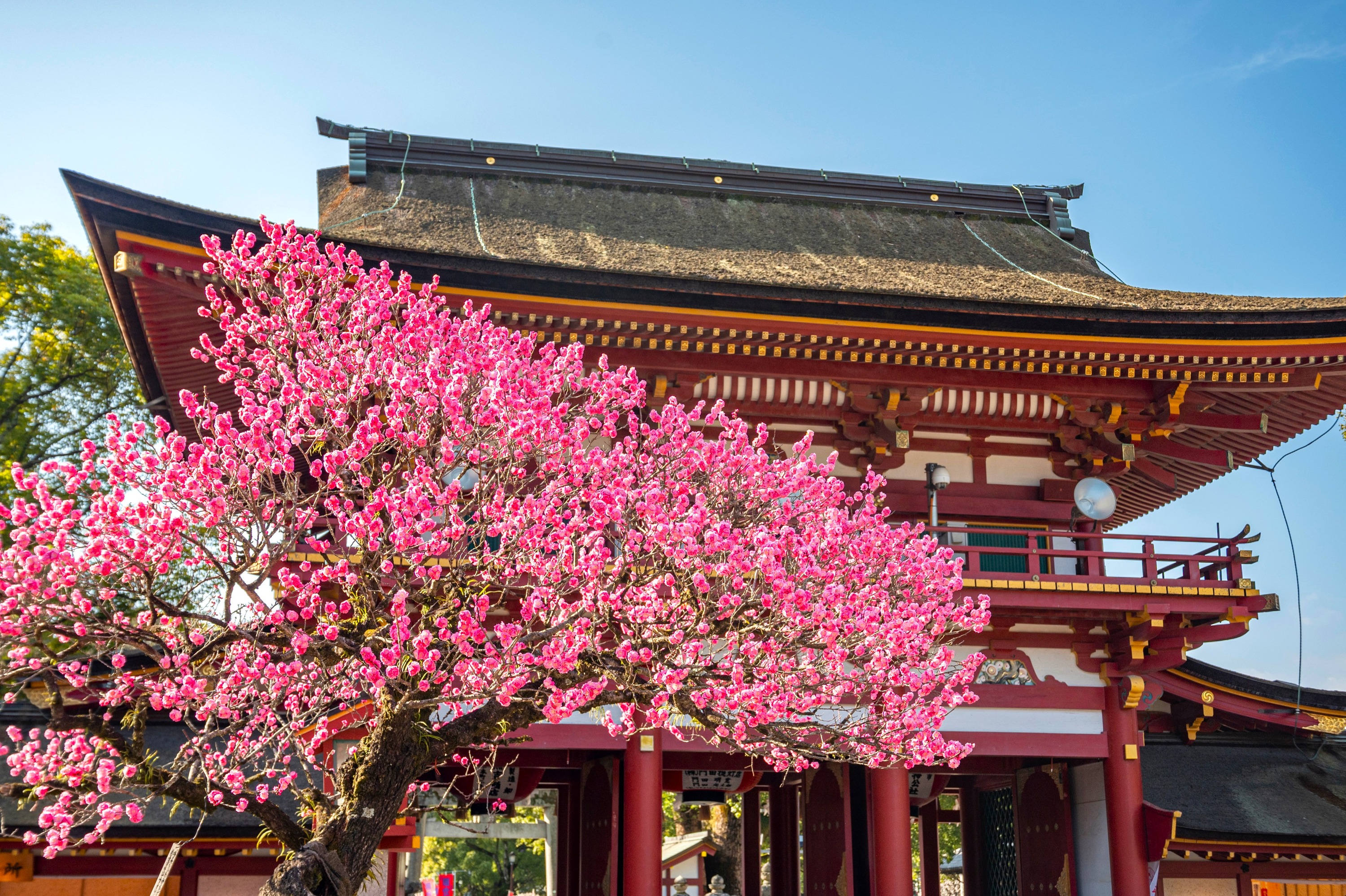YokaBus Fukuoka Cruise Shore Excursion Dazaifu Half Day Tour