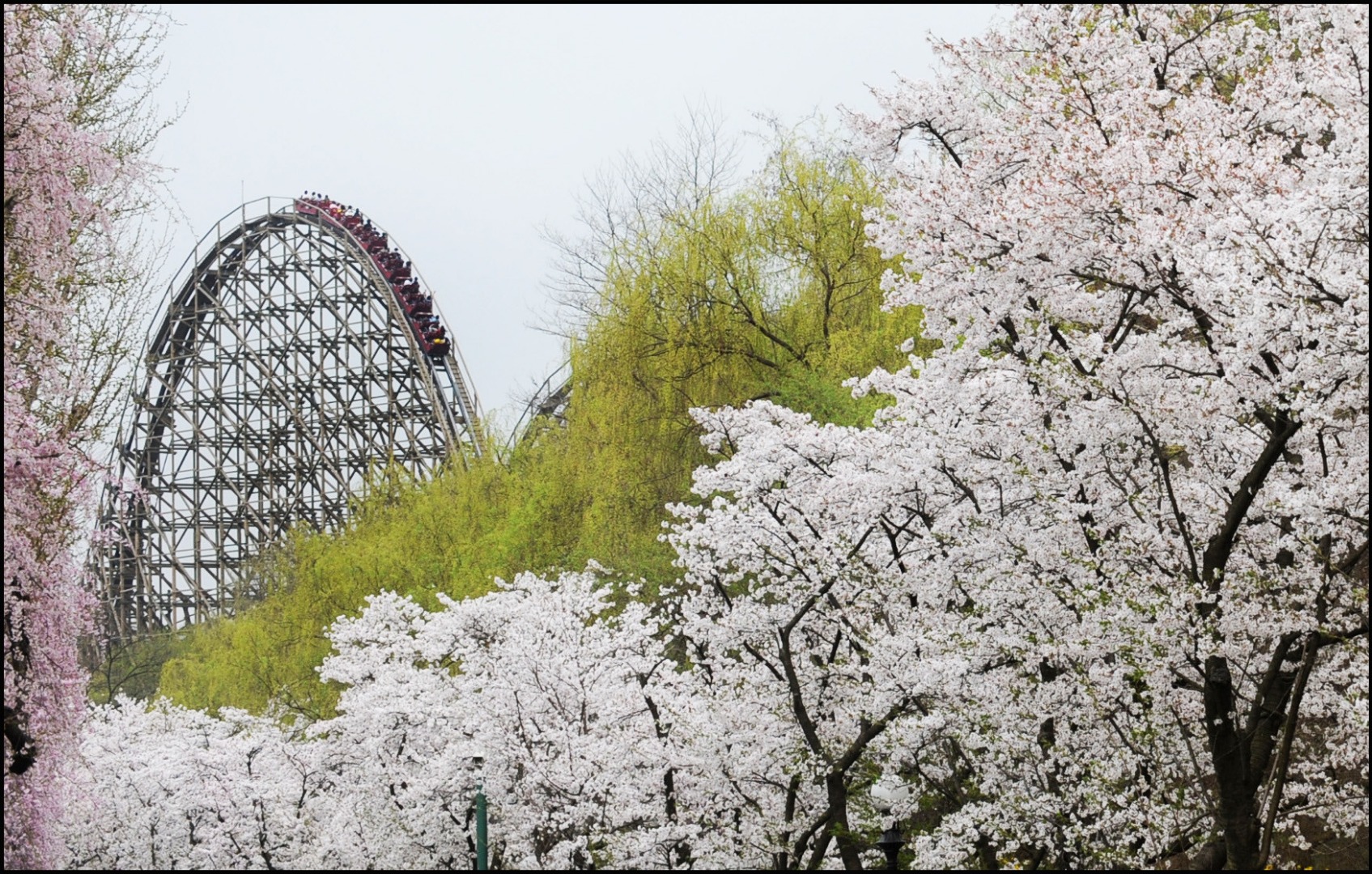 Everland One Day Pass 