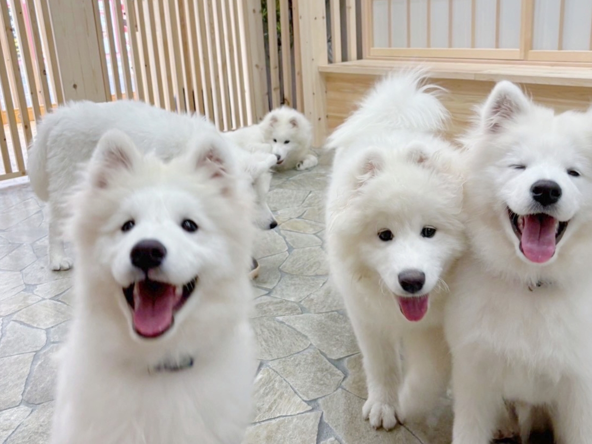 Samoyed Experience: Get Up Close and Personal in Harajuku 