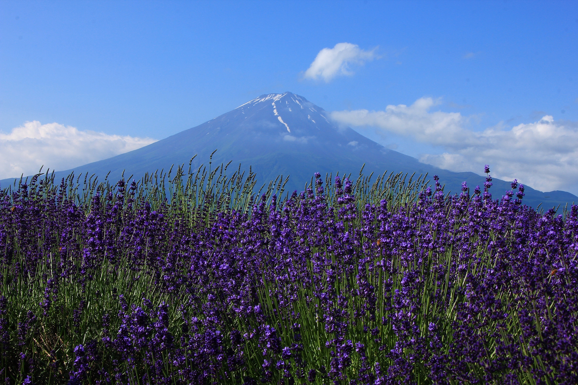 高級版富士山河口湖絕景一日遊！坐豪華巴士巡遊多個拍攝點，從不同角度欣賞令人震撼的富士山美景！包含神戶牛涮涮鍋（品川/新宿出發）