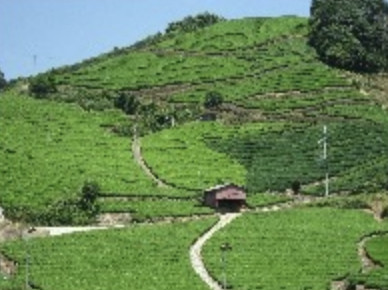Uji Tea Heritage Area Pass (Kyoto Keihan Bus One-Day Pass - All Routes)