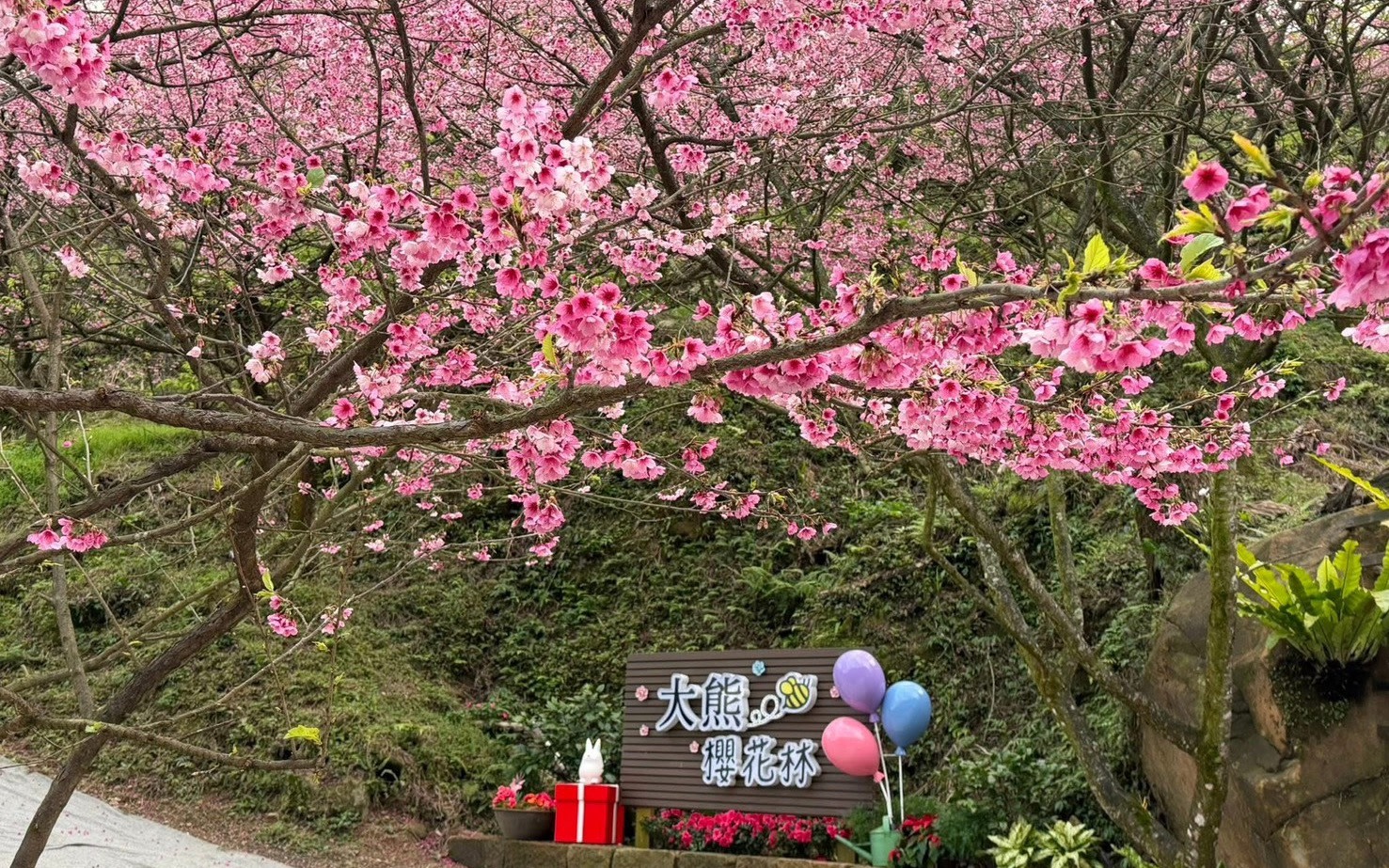 Sanxia Great Bear Cherry Blossom Forest/Sanxia Zushi Temple/Sanxia Old Street Day Trip