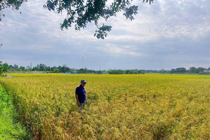 5月和6月是稻田完全成熟的季節，也是遊客蜂擁而至的時候。