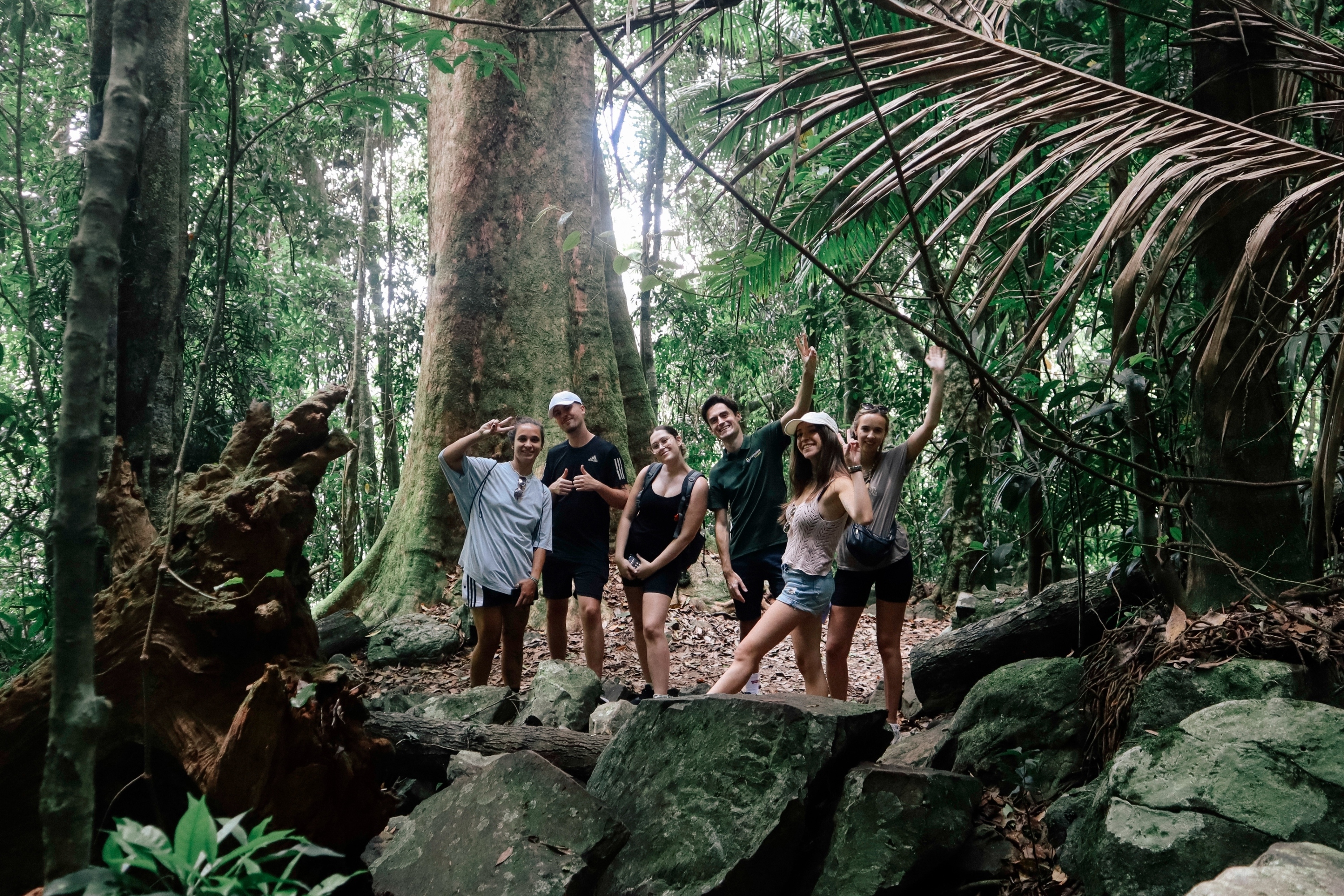徒步穿越春溪叢林,周圍環繞著原生植物和新鮮的山間空氣 徒步穿越春溪叢林,周圍環繞著原生植物和新鮮的山間空氣
