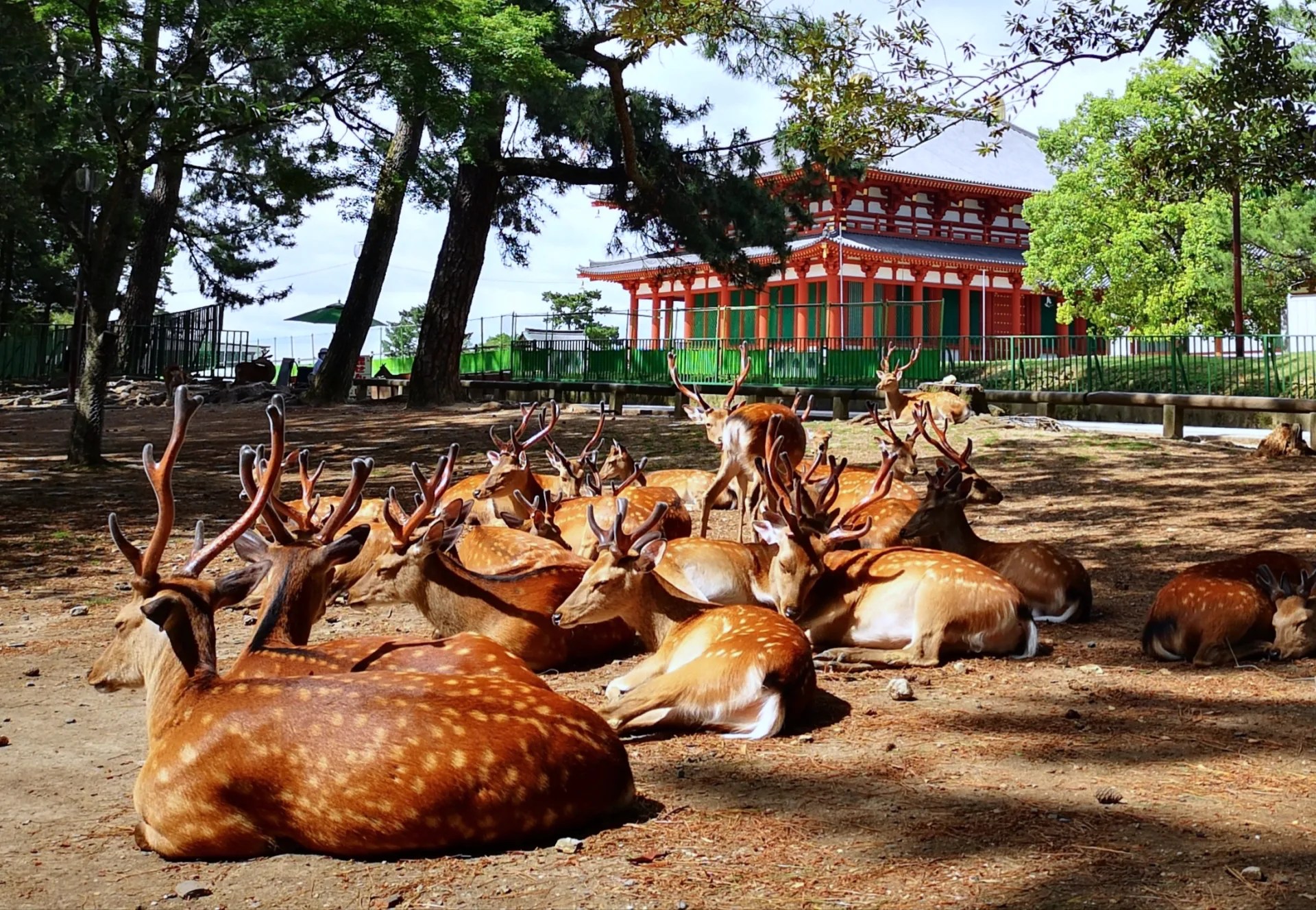 和歌山城x黑潮市場x奈良神鹿公園x東大寺一日遊(大阪出發)