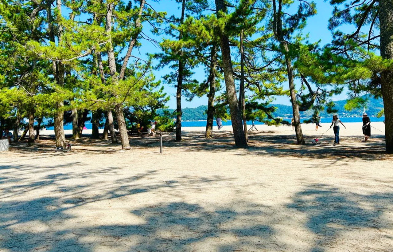 天橋立沙洲兩側都是白色沙灘，沙質細膩柔軟，漫步在天橋立的松樹林中、欣賞不同種類和形狀的松樹也是一番享受。