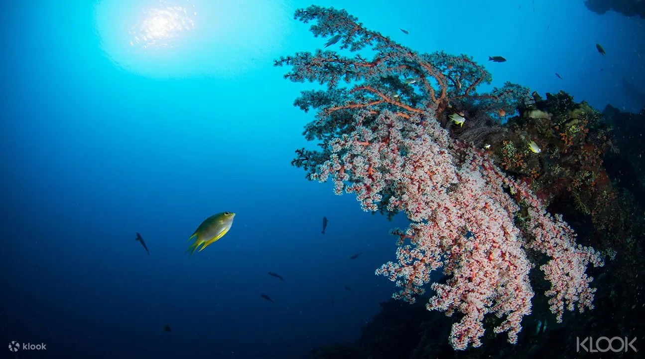 巴厘島卡朗阿森短途潛水之旅（PADI五星級潛水中心）