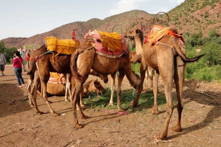 Atlas & Agafay Tour with Lunch, Swim & Camel Ride from Marrakech