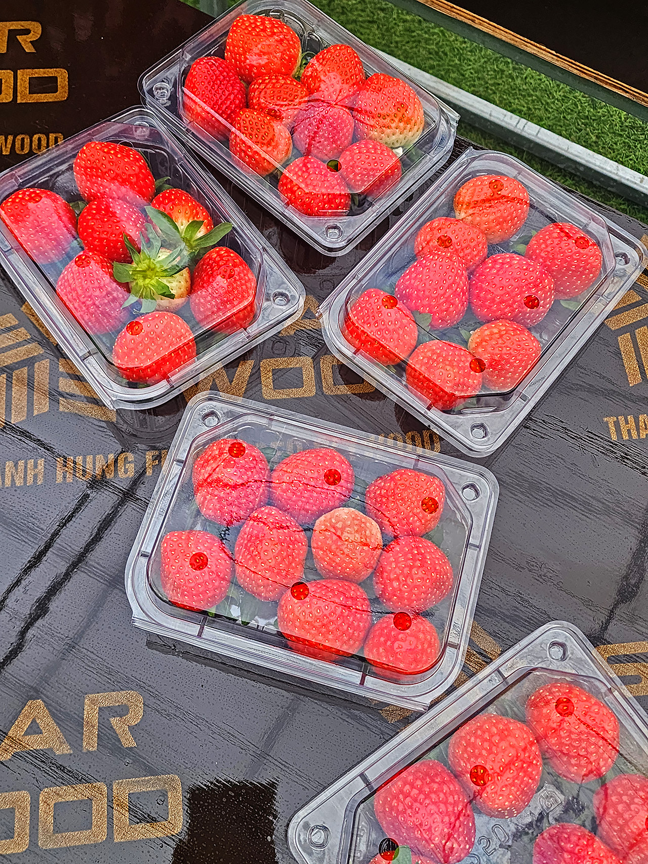 🍓在韓國體驗採摘草莓的樂趣，這裡是世界上最受歡迎的草莓產地之一。