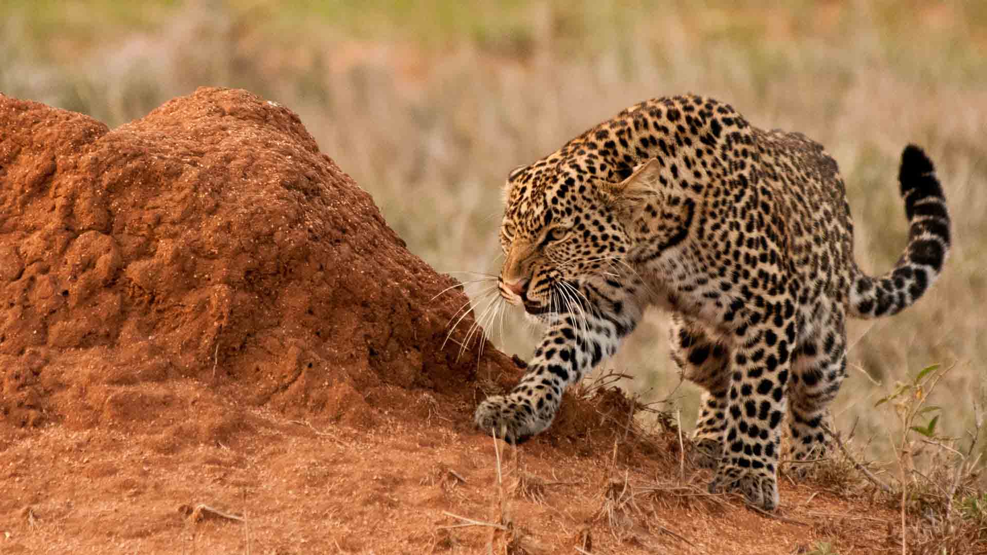 7-Day Kenya Safari: Masai Mara, Amboseli & Scenic Lakes