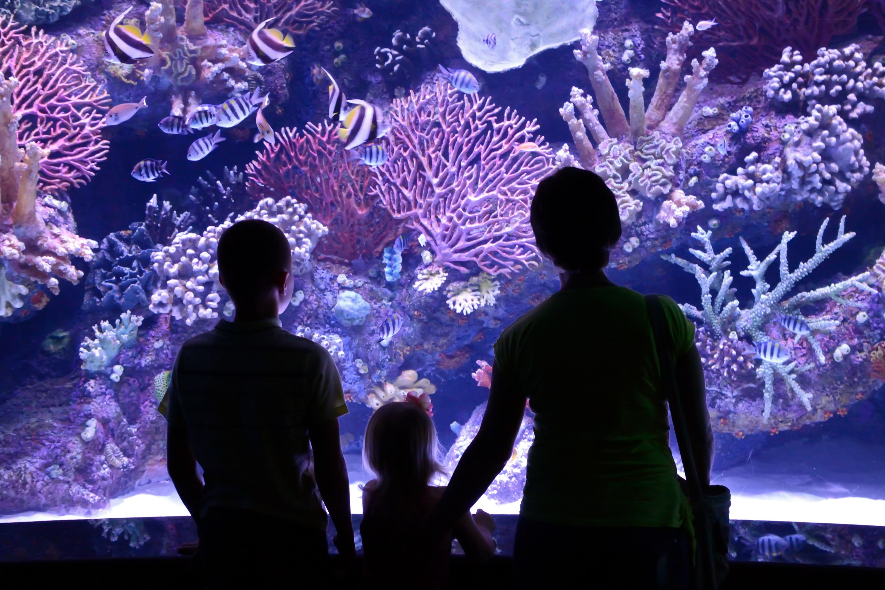 安塔利亞水族館和蠟像館門票