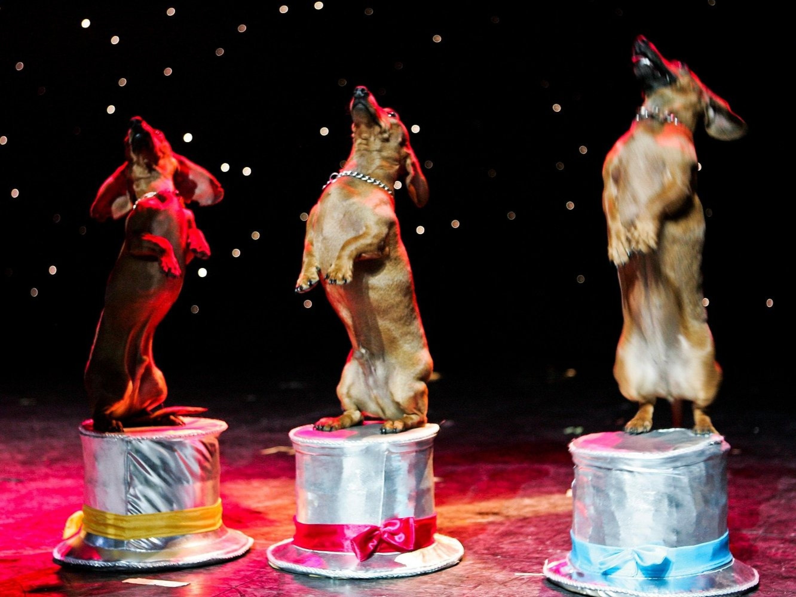 Popovich Comedy Pet Theater at Planet Hollywood Las Vegas