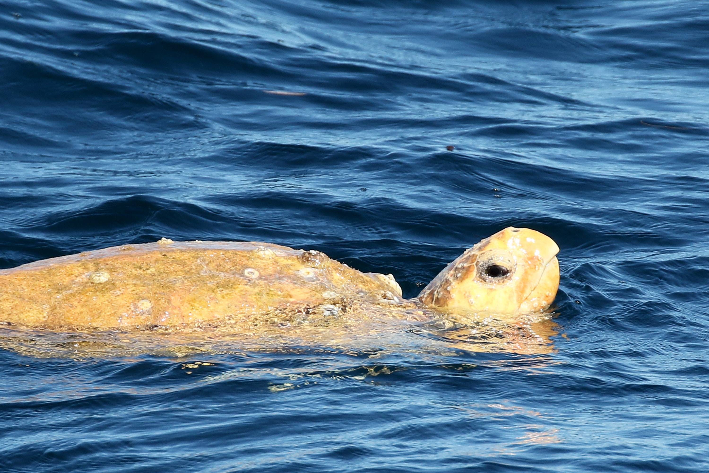 海洋生物探險遊輪