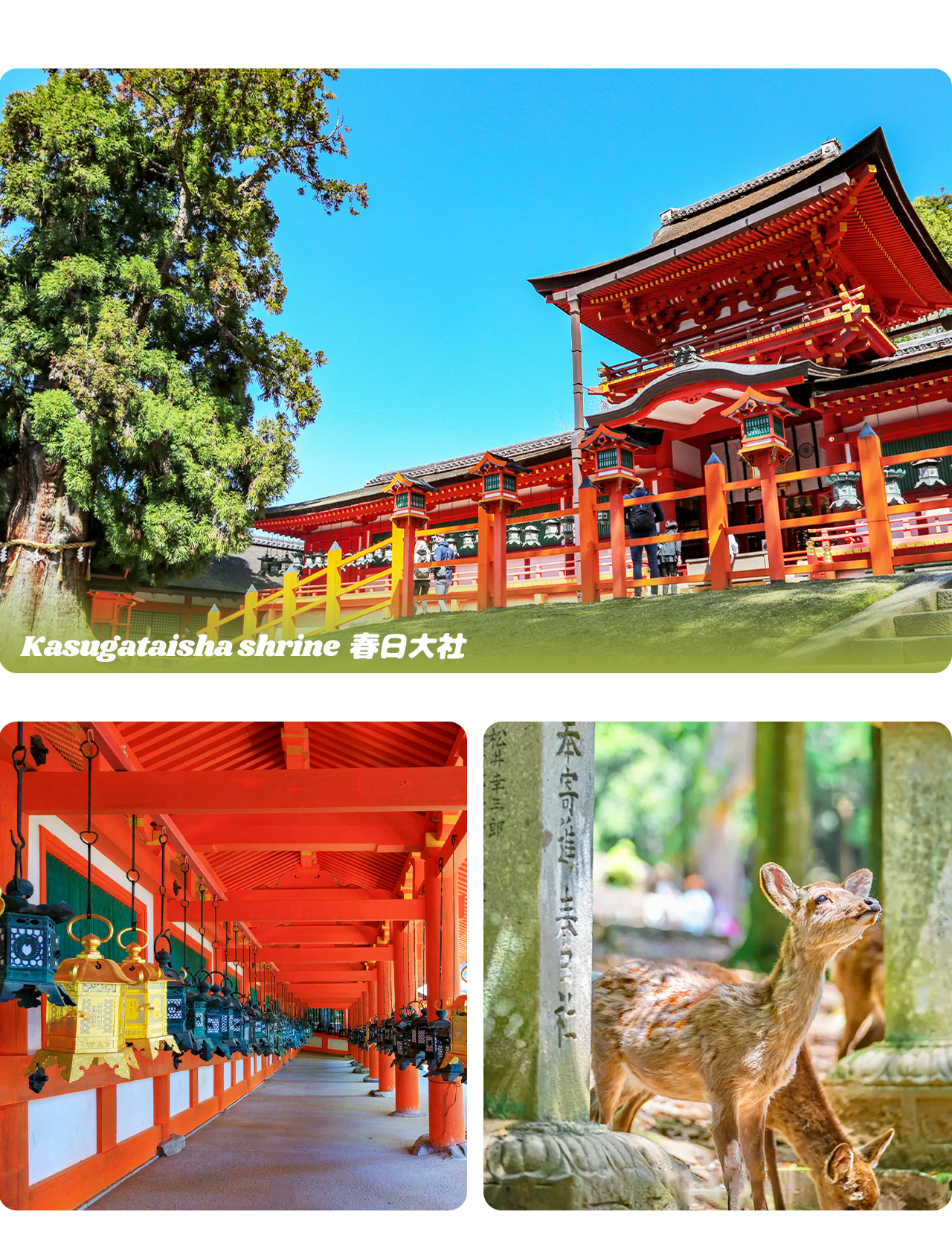 春日大社位於奈良公園內,以紅色鳥居和千年杉林聞名,是世界文化遺產中的古老神社,香火鼎盛且景緻幽雅。 春日大社位於奈良公園內,以紅色鳥居和千年杉林聞名,是世界文化遺產中的古老神社,香火鼎盛且景緻幽雅。